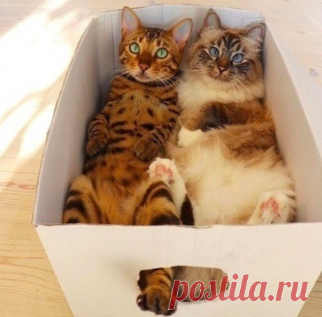 Молодая семья в собственной малогабаритке