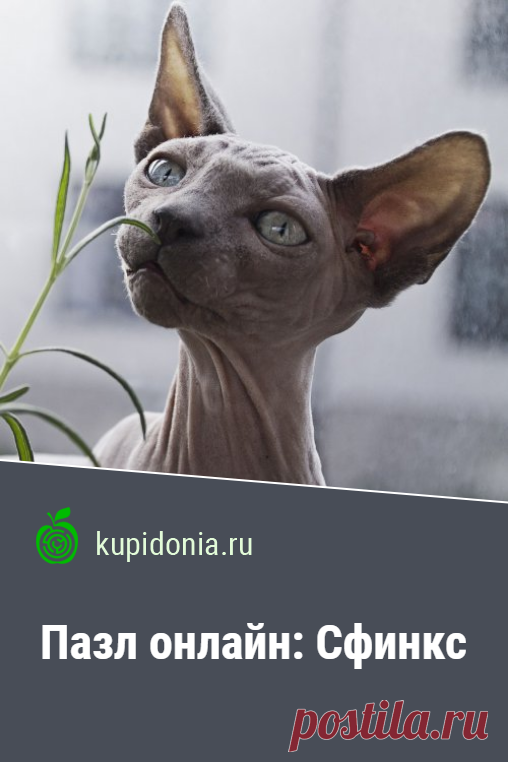 Пазл онлайн: Сфинкс. Красивый пазл с котом породы сфинкс серии «Домашние животные», «Коты и кошки», «Породы кошек». Собери пазл на сайте!