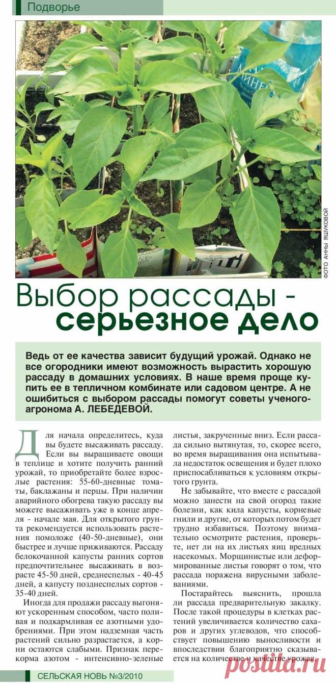 Выбор рассады - серьезное дело