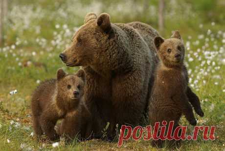 Наш мир в фотографиях - 114 - Our World in Photographs - 114.