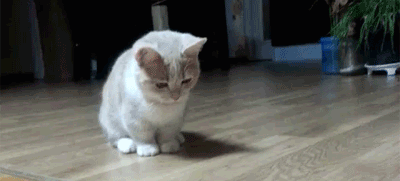 Забавные котики для отличного настроения!