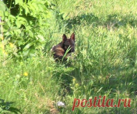 Вкусный Огород: Странности у собак. Продолжение «Животные на даче. Что делать, если они вредят?»