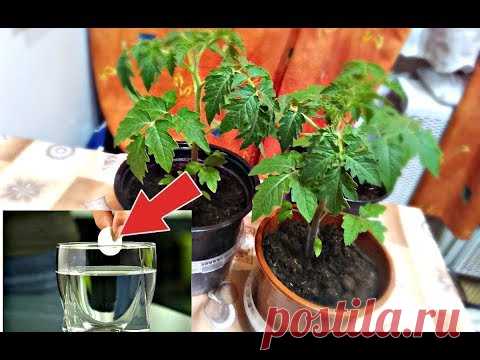 Помидоры с ума сходят от этой аптечной подкормки! Подкормка рассады помидор аспирином!