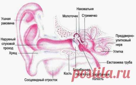 Неврит слухового нерва – острый и хронический. Причины, симптомы, диагностика и лечение неврита слухового нерва :: Polismed.com