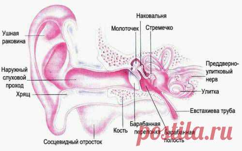 Неврит слухового нерва – острый и хронический. Причины, симптомы, диагностика и лечение неврита слухового нерва :: Polismed.com