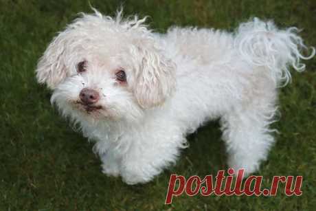 Между мифическим женихом и реальной собакой, девушка выбрала "жениха". | Иволга | Яндекс Дзен