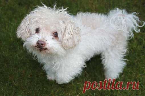 Между мифическим женихом и реальной собакой, девушка выбрала 