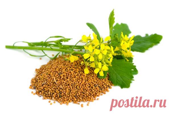 Зачем сеять горчицу на даче