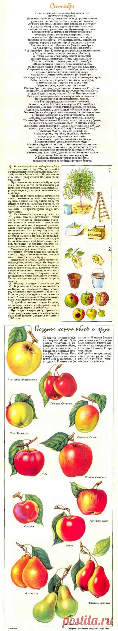 Что делать в саду в сентябре (часть1)
