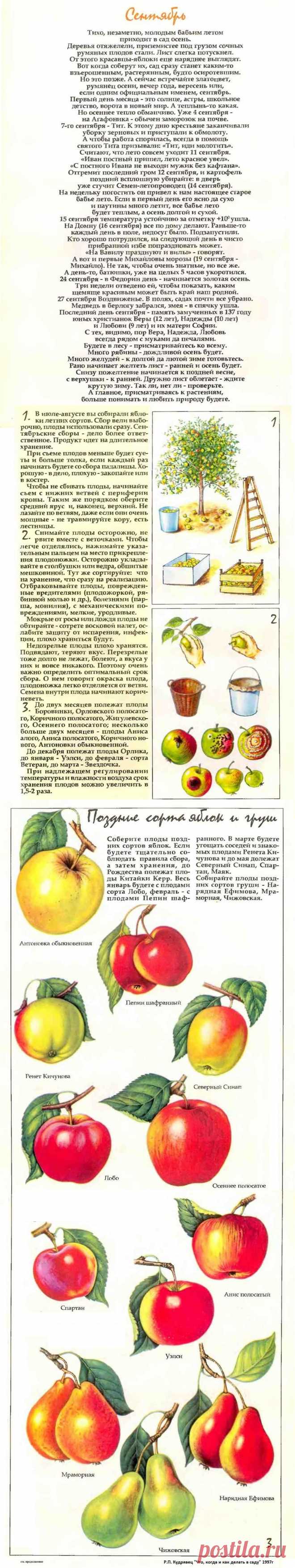 Что делать в саду в сентябре (часть1)