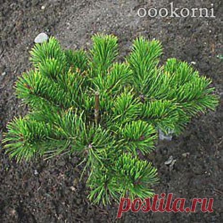 Каталог растений - Хвойные растения