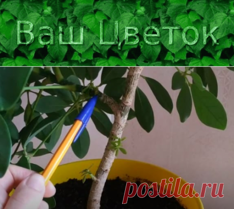 Как формировать шеффлеру в домашних условиях – правильно обрезать, крону, прищипывать, для пышности