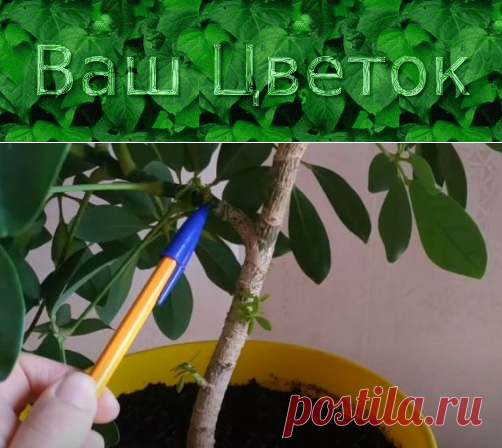 Как формировать шеффлеру в домашних условиях – правильно обрезать, крону, прищипывать, для пышности