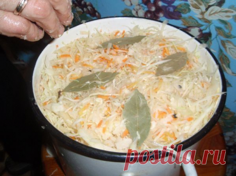 Как солить или заквасить капусту. - Рецепты с фото. Готовим дома