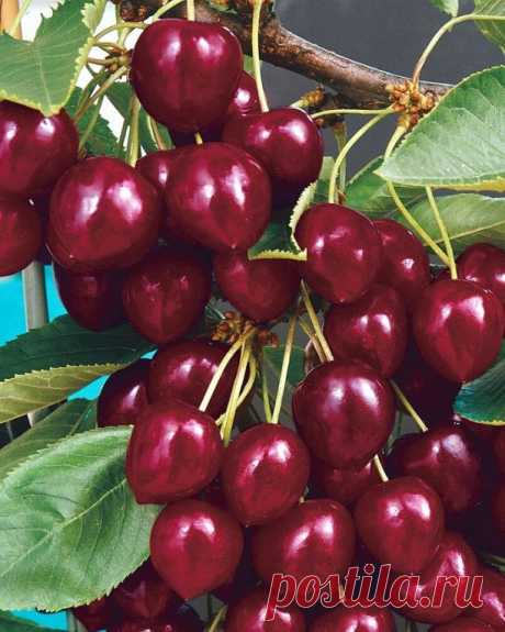 🍒ВИШНЯ ЛЕБЕДЯНСКАЯ — ИДЕАЛЬНЫЙ СОРТ ДЛЯ СРЕДНЕЙ ПОЛОСЫ🍒

 Долгое время вишня была второй после яблони по распространенности в отечественных садах. Однако из-за нерегулярной урожайности и распространения грибных болезней она перестала быть явным лидером. Давно пора исправить эту несправедливость!
Выведенная в НИИ садоводства им. И. В. Мичурина вишня Лебедянская порадует вас:
✅ самоплодностью — ягоды отлично завязываются в любую погоду без участия насекомых-опылителей;
✅ х...