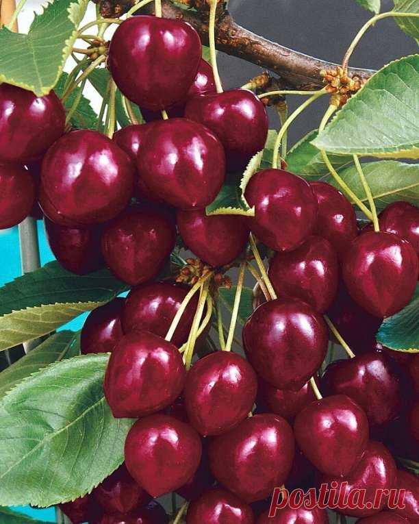 🍒ВИШНЯ ЛЕБЕДЯНСКАЯ — ИДЕАЛЬНЫЙ СОРТ ДЛЯ СРЕДНЕЙ ПОЛОСЫ🍒

 Долгое время вишня была второй после яблони по распространенности в отечественных садах. Однако из-за нерегулярной урожайности и распространения грибных болезней она перестала быть явным лидером. Давно пора исправить эту несправедливость!
Выведенная в НИИ садоводства им. И. В. Мичурина вишня Лебедянская порадует вас:
✅ самоплодностью — ягоды отлично завязываются в любую погоду без участия насекомых-опылителей;
✅ х...
