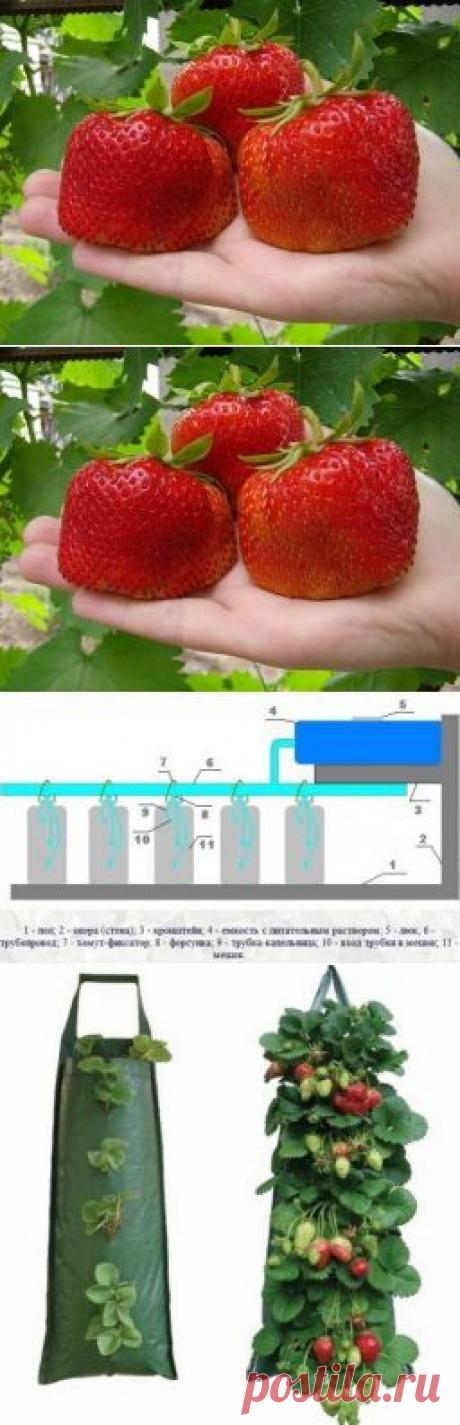 Выращиваем клубнику у себя дома в... мешках - Садоводка