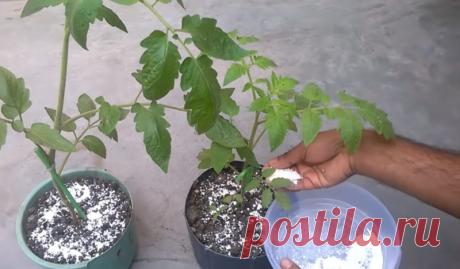 Использование яичной скорлупы как удобрения на огороде, даче, участке и даже дома.