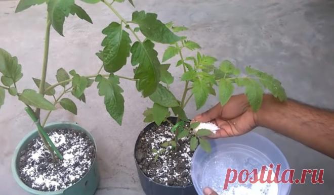 Использование яичной скорлупы как удобрения на огороде, даче, участке и даже дома.