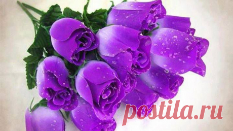 розы