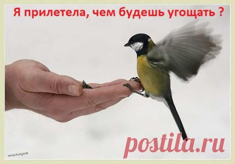 птаха...