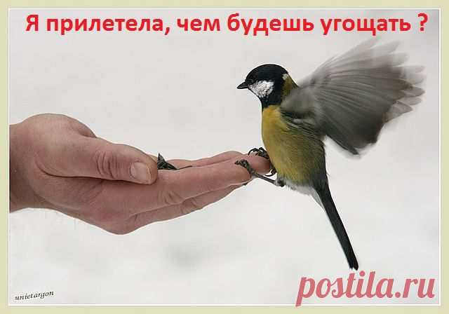 птаха...