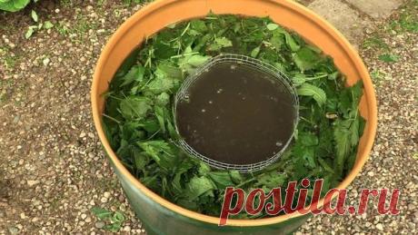 Зеленое удобрение для роста чеснока — тайный секрет моей свекрови! | Дачные секреты от Виктории Радзевской | Яндекс Дзен