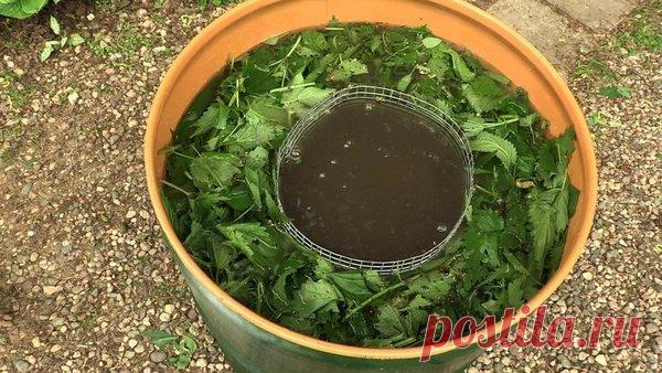 Зеленое удобрение для роста чеснока — тайный секрет моей свекрови! | Дачные секреты от Виктории Радзевской | Яндекс Дзен