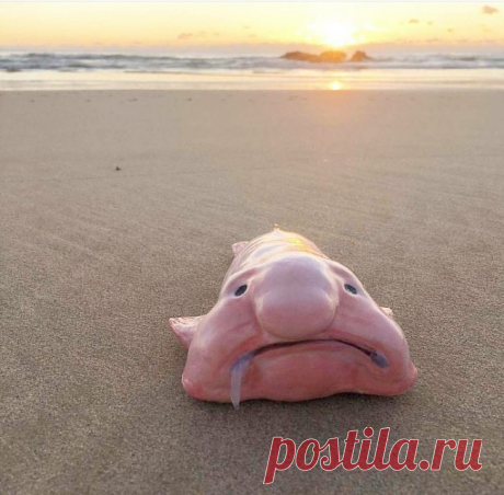 20 крутых животных, подобных которым вы еще не видели