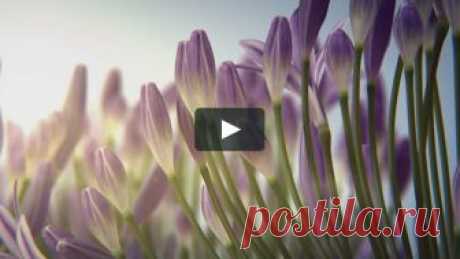 Летнее цветение: agapanthus, 3D CG 3D CG-анимация цветов агапантуса в легком летнем бризе, создающая окружающее расслабляющее настроение. Техническая информация: Визуализируется в 3D Studio max с Vray. Composited…