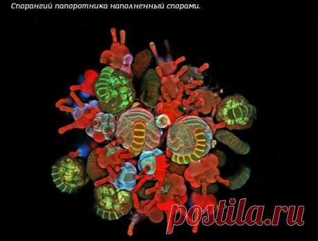 Микросъёмка через конфокальный микроскоп / IPv2 - Глобальная информация