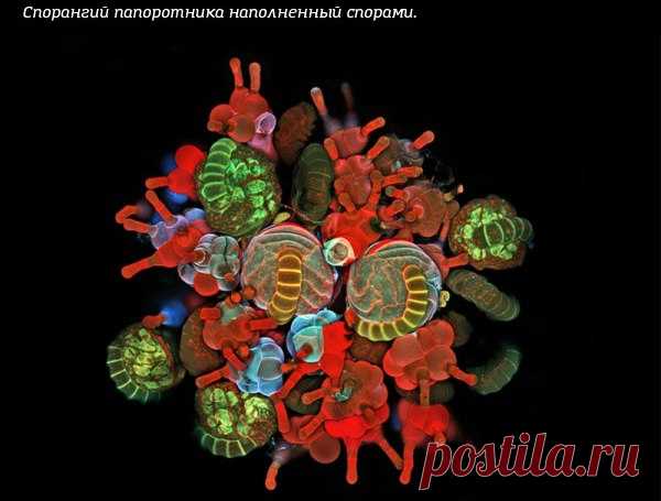 Микросъёмка через конфокальный микроскоп / IPv2 - Глобальная информация