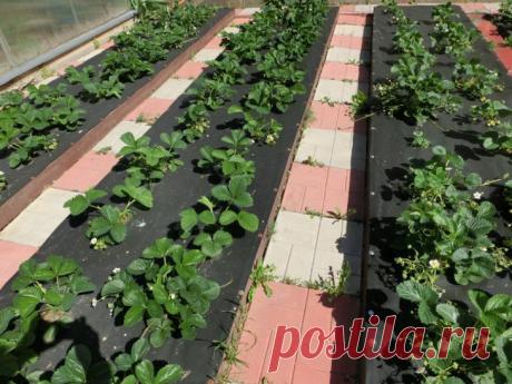 Грядки для клубники Методов выращивания клубники с каждым годом появляется все больше. Основное их различие – организация грядок, облегчающая уход и дающая возможность получать качественный урожай с минимальными трудозат...