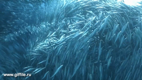 giffile.ru_gif_animals_691_thumb_500.gif (Изображение GIF, 500 × 280 пикселов)