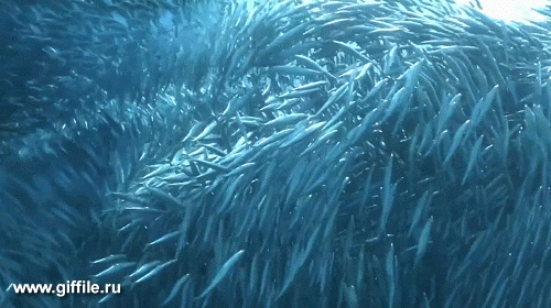 giffile.ru_gif_animals_691_thumb_500.gif (Изображение GIF, 500 × 280 пикселов)