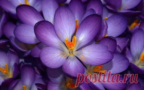 Macro Flowers Small Purple wallpaper | 2560x1600 | #23263