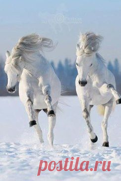 Белоснежные фото белоснежных лошадей на белом снегу!