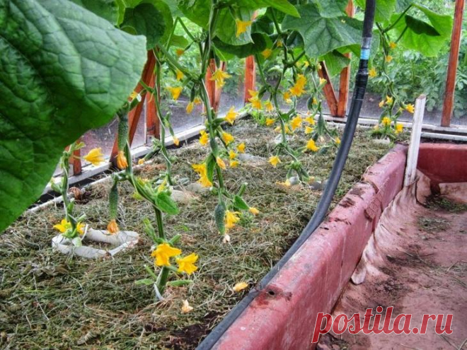 Чем подкормить огурцы в теплице для хорошего роста