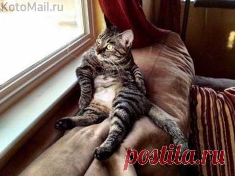 ЕЩЁ КОТЭ | KotoMail.ru