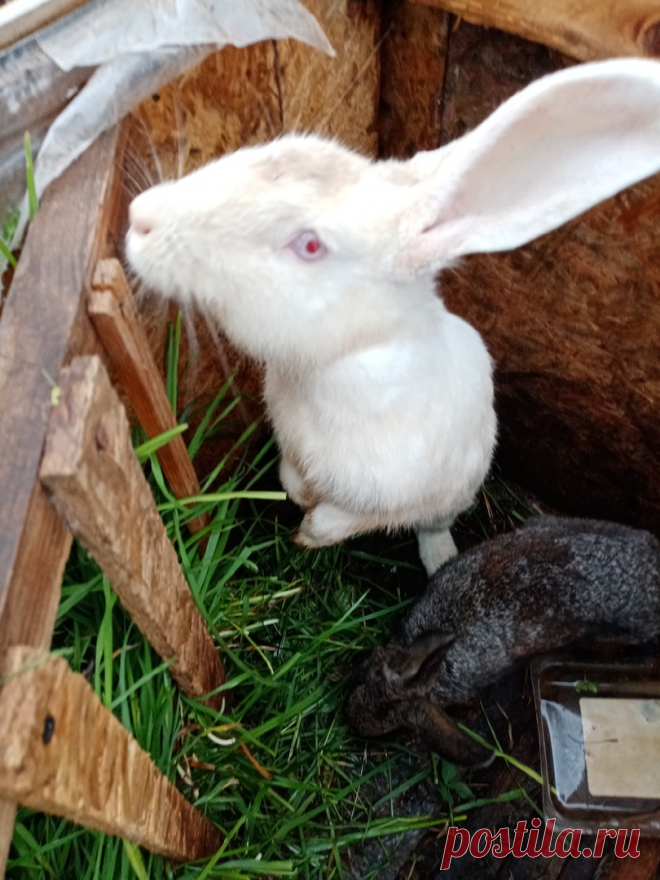 Разведение кроликов, кролиководство в домашних условиях | Наше время 102 регион | Яндекс Дзен