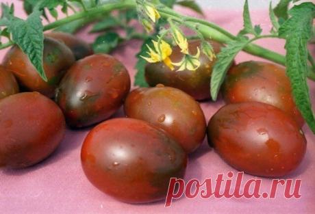 САМЫЕ ВКУСНЫЕ, САМЫЕ ЛЮБИМЫЕ…
МОИ ЗАПОВЕДИ ВЫРАЩИВАНИЯ ТОМАТОВ

В течение многих лет, что я занимаюсь огородничеством, мой интерес к томатам только растет.
Постепенно у меня накопился большой опыт, благодаря которому сейчас урожаи у меня всегда такие, что нарадоваться не могу)))!
Хочу поделиться своим опытом с вами.

1. Первым делом вырастить хорошую, крепкую рассаду. Лучше сеять в отдельные горшочки. 
Если посеяли в ящик, то распикируйте прямо в грунт теплицы с расстояние...