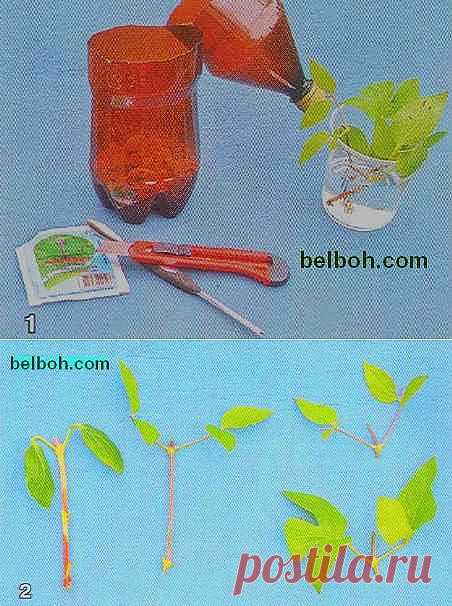 ЧЕРЕНКОВАНИЕ КЛЕМАТИСОВ.