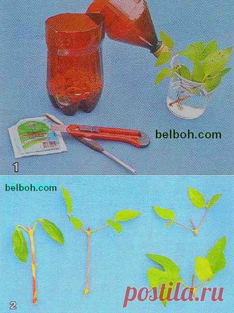 ЧЕРЕНКОВАНИЕ КЛЕМАТИСОВ.