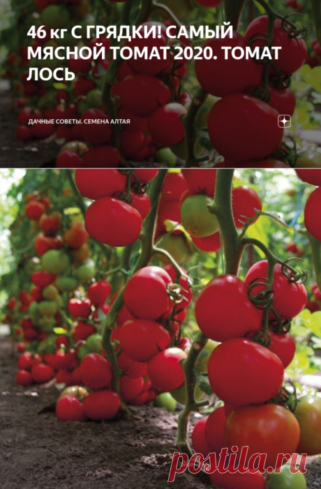 46 кг С ГРЯДКИ! САМЫЙ МЯСНОЙ ТОМАТ 2020. ТОМАТ ЛОСЬ | Дачные советы. Семена Алтая | Яндекс Дзен