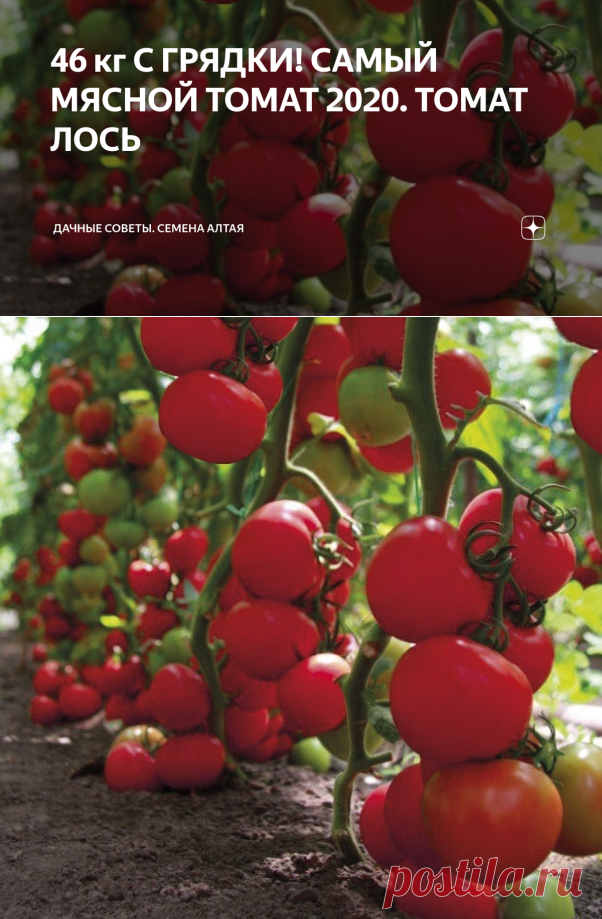 46 кг С ГРЯДКИ! САМЫЙ МЯСНОЙ ТОМАТ 2020. ТОМАТ ЛОСЬ | Дачные советы. Семена Алтая | Яндекс Дзен