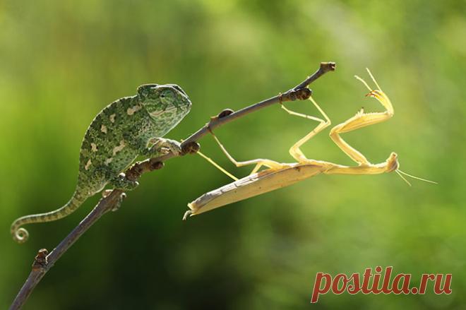 Макрофотографии Мехмета Карака