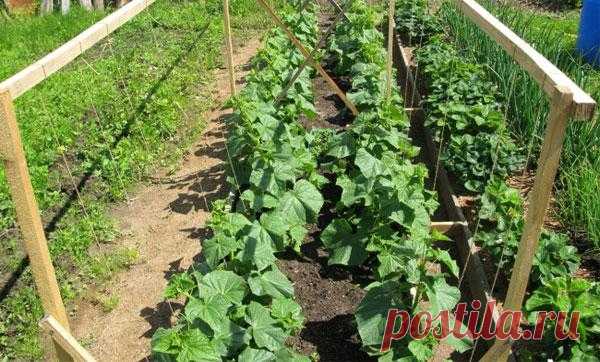 Правильное выращивание огурцов в открытом грунте: особенности ухода