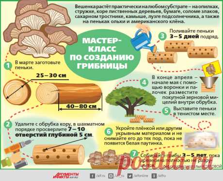 Письмо «сообщение anngol : Растим вешенку в саду (09:21 12-03-2020) [4248238/467879019]» — anngol — Яндекс.Почта