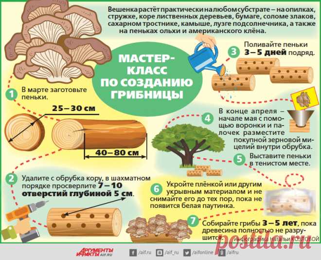 Письмо «сообщение anngol : Растим вешенку в саду (09:21 12-03-2020) [4248238/467879019]» — anngol — Яндекс.Почта