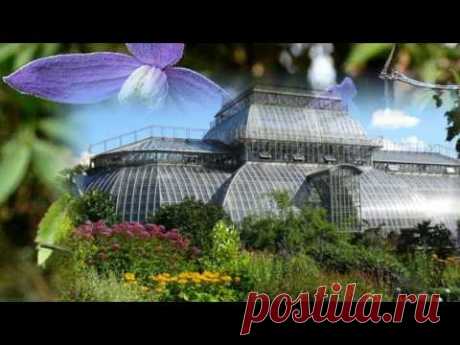 🌺 КЛЕМАТИС КНЯЖИК -  княжики сорта 'Памела Жакман' - Clematis 'Pamela Jakman'  от Клематис TV